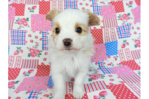 成約済の千葉県のパピヨン-69024の7枚目